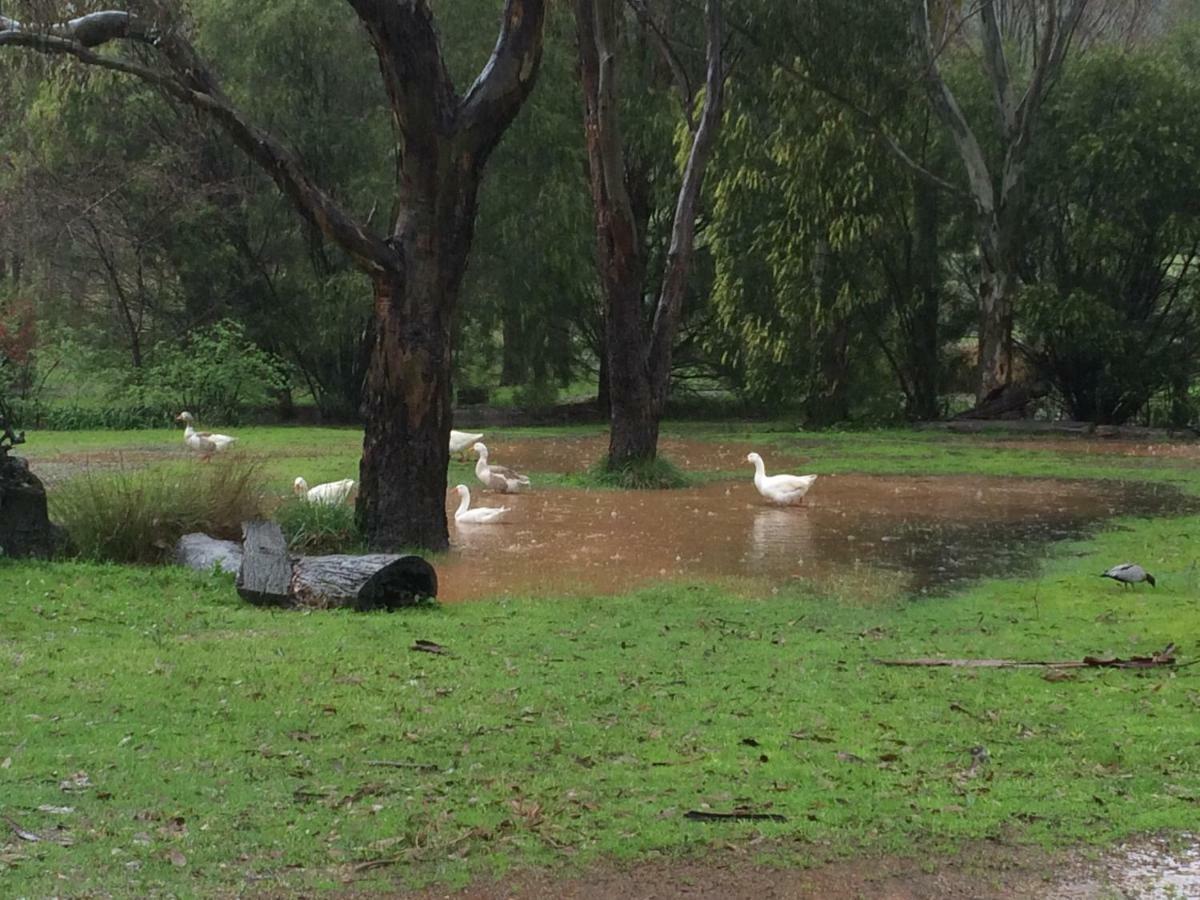Wildwood Guesthouse Mudgee Εξωτερικό φωτογραφία